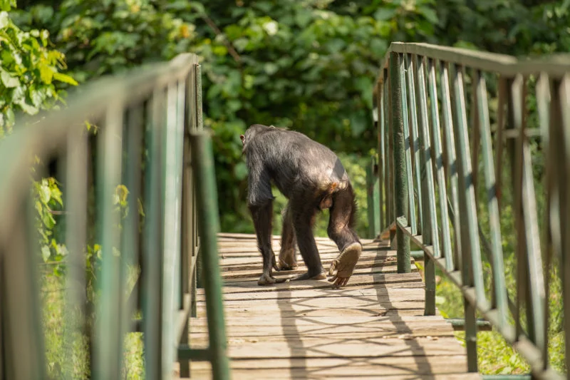 Schimpanse (Chimpanzee)