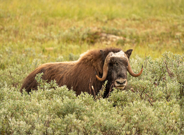 Moschusochse (Muskox)