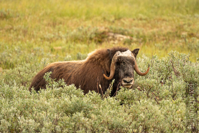 Moschusochse (Muskox)