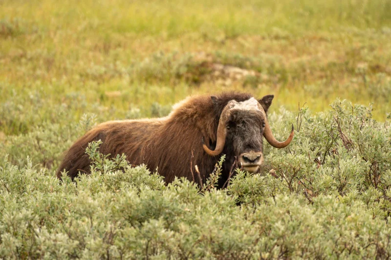 Moschusochse (Muskox)
