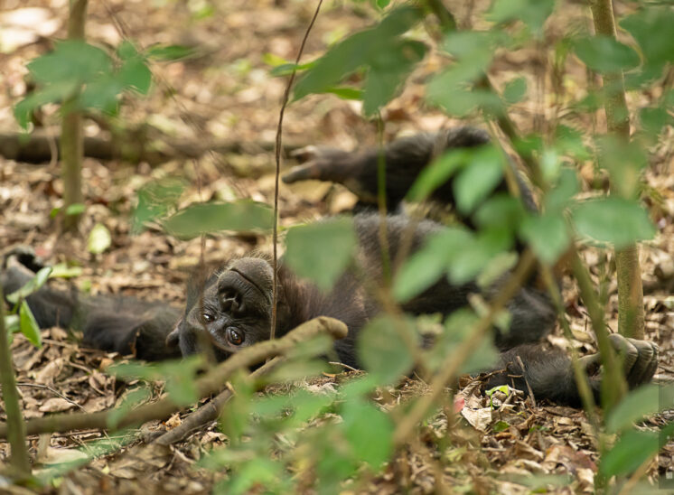 Schimpanse (Chimpanzee)