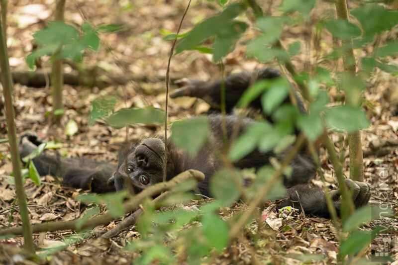 Schimpanse (Chimpanzee)