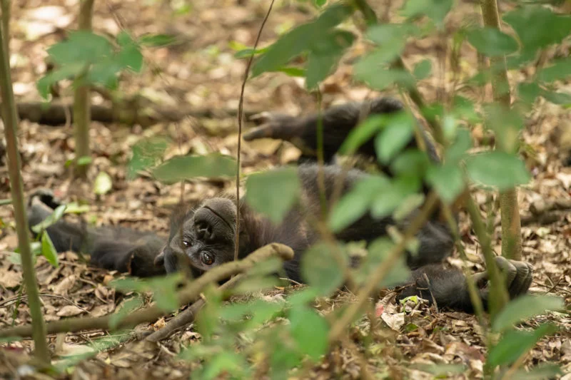 Schimpanse (Chimpanzee)