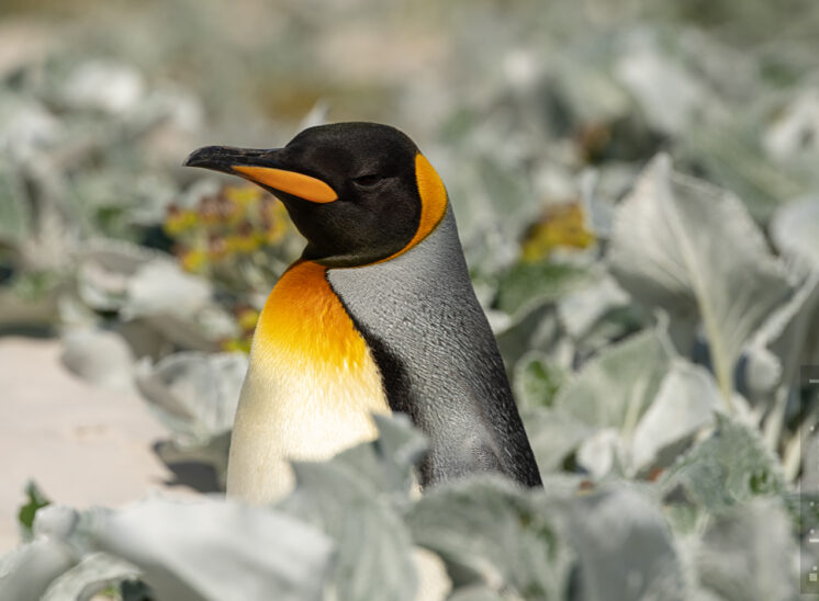 Königspinguin (King penguin)