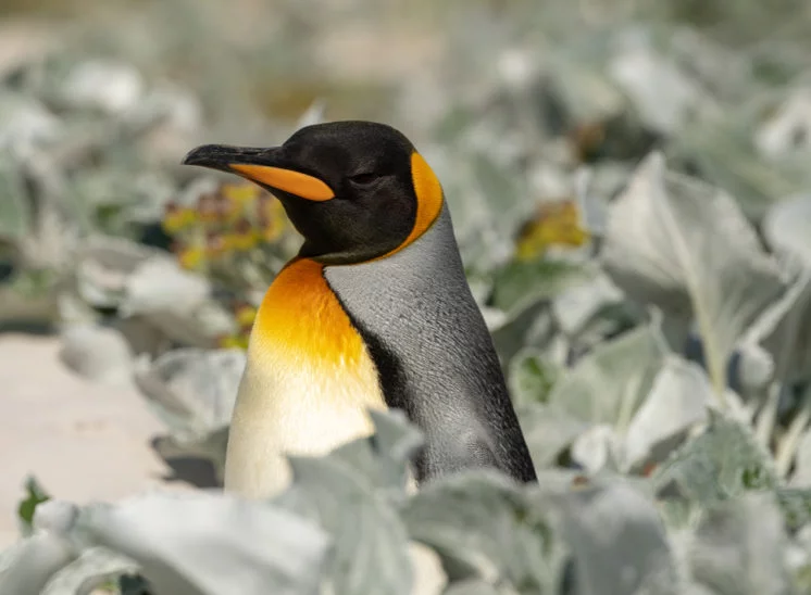 Königspinguin (King penguin)