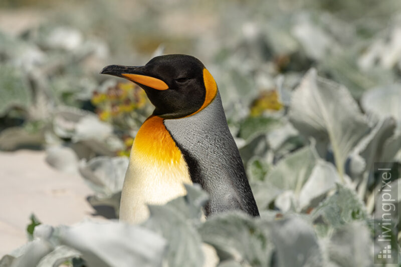 Königspinguin (King penguin)