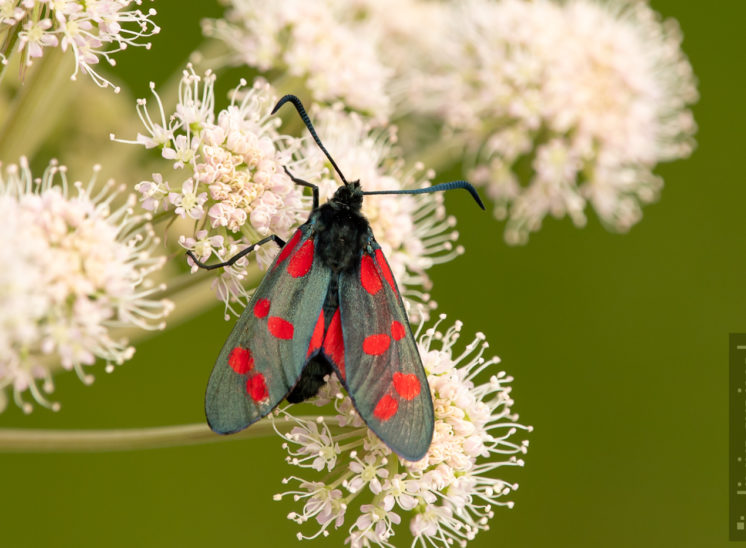 Sechsfleck Widderchen (Six-spot burnet)