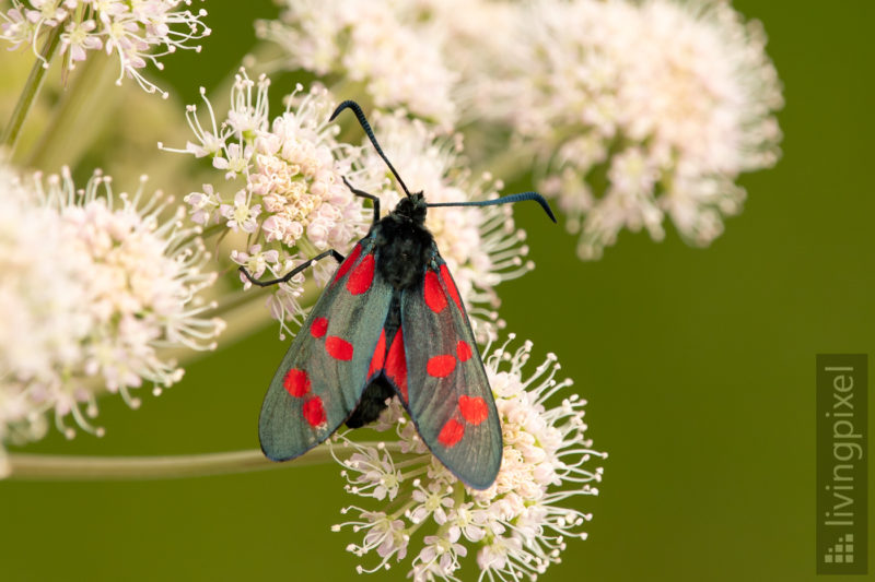 Sechsfleck Widderchen (Six-spot burnet)