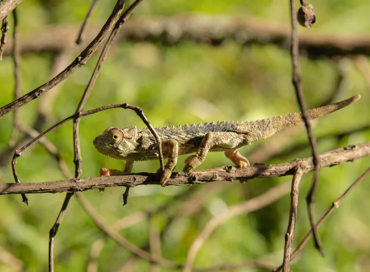 Chamäleon (Chameleon)