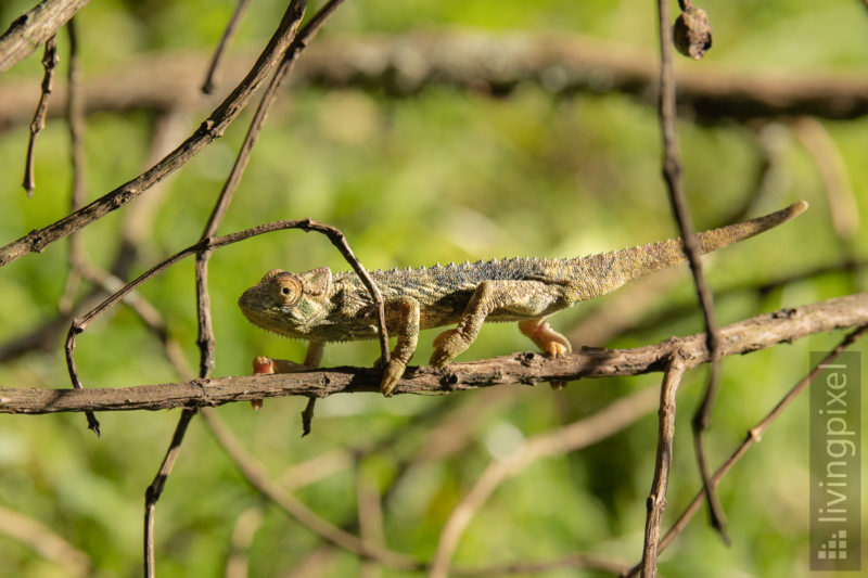 Chamäleon (Chameleon)