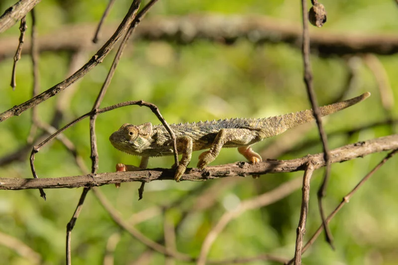 Chamäleon (Chameleon)