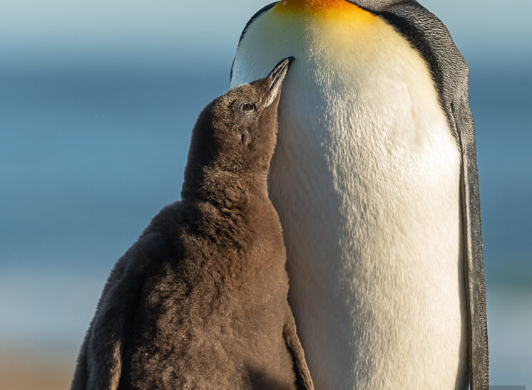 Königspinguin (King penguin)