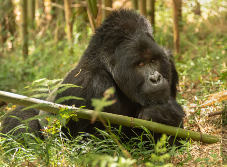 Berggorilla (Mountain gorilla)