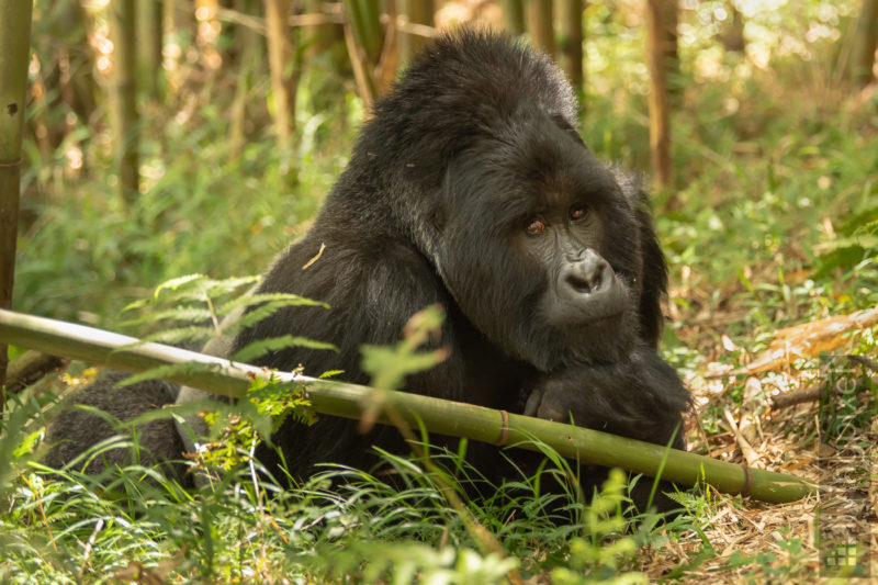 Berggorilla (Mountain gorilla)