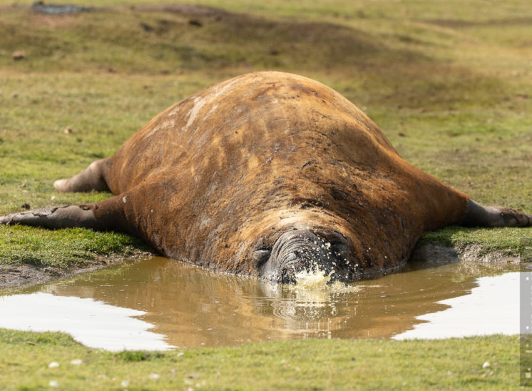 See-Elefant (Elephant seal)