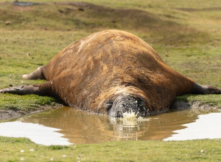 See-Elefant (Elephant seal)