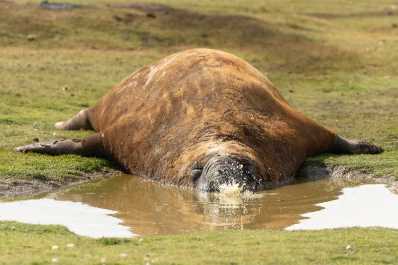See-Elefant (Elephant seal)