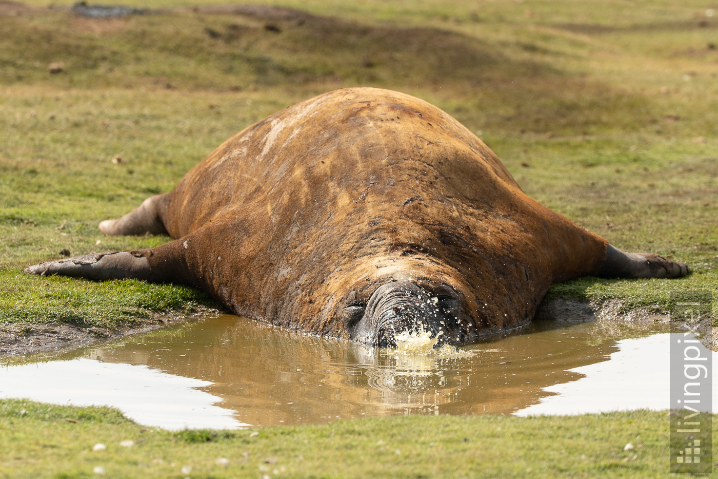 See-Elefant (Elephant seal)