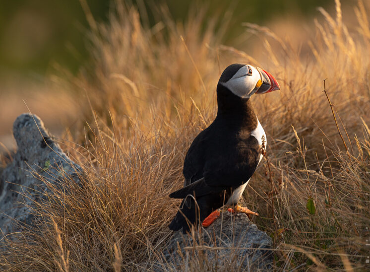 Papageitaucher (Atlantic puffin)