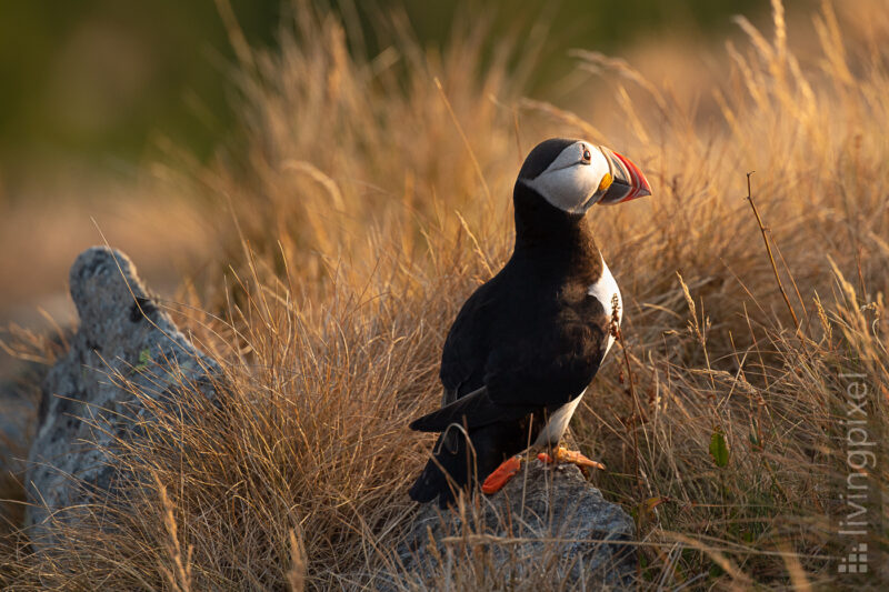 Papageitaucher (Atlantic puffin)