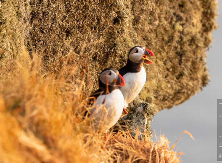 Papageitaucher (Atlantic puffin)