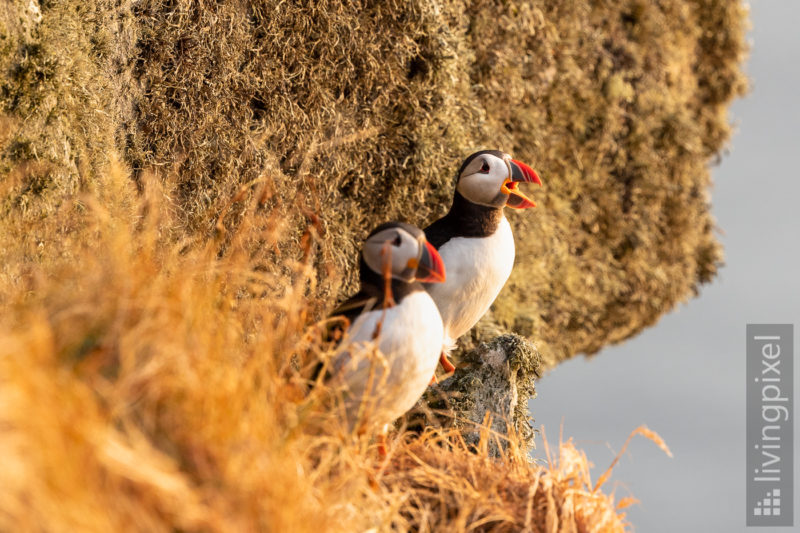 Papageitaucher (Atlantic puffin)