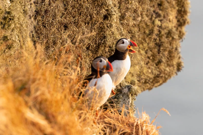 Papageitaucher (Atlantic puffin)