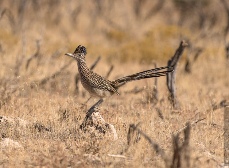 Roadrunner... Meep-Meep