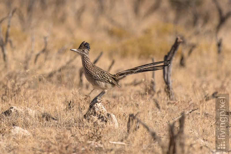 Roadrunner... Meep-Meep