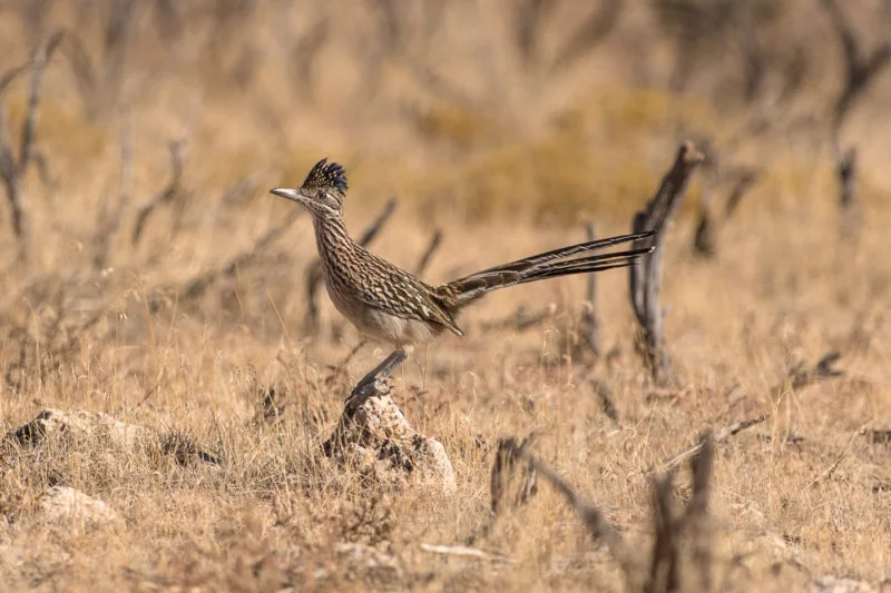 Roadrunner... Meep-Meep