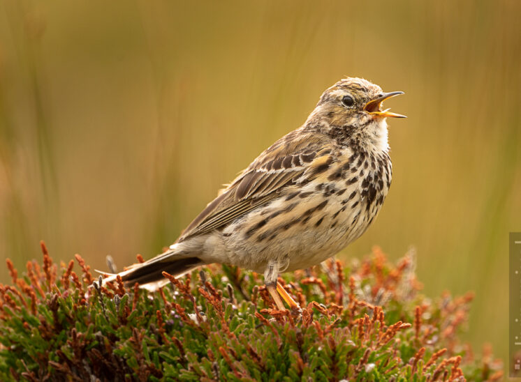 Wiesenpieper (Meadow pipit)