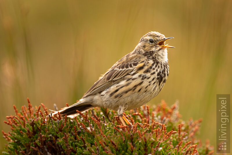 Wiesenpieper (Meadow pipit)