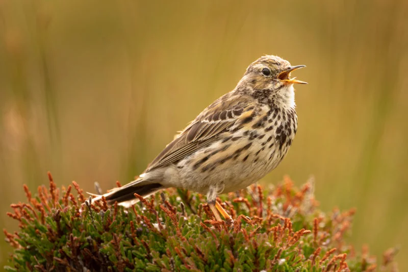 Wiesenpieper (Meadow pipit)