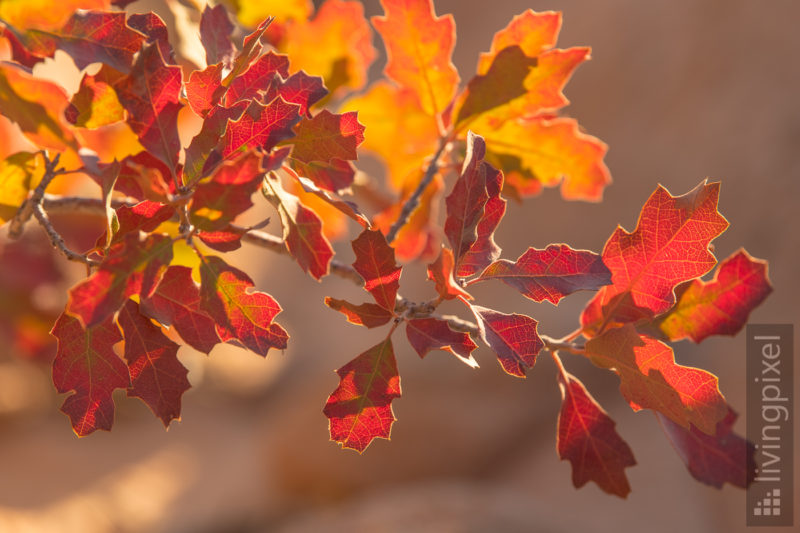 Herbstfarben in den Yellow Rocks