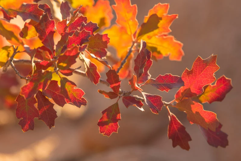 Herbstfarben in den Yellow Rocks