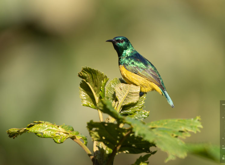 Waldnektarvogel (Collared sunbird)