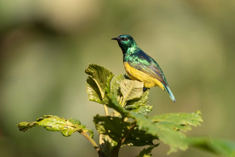 Waldnektarvogel (Collared sunbird)