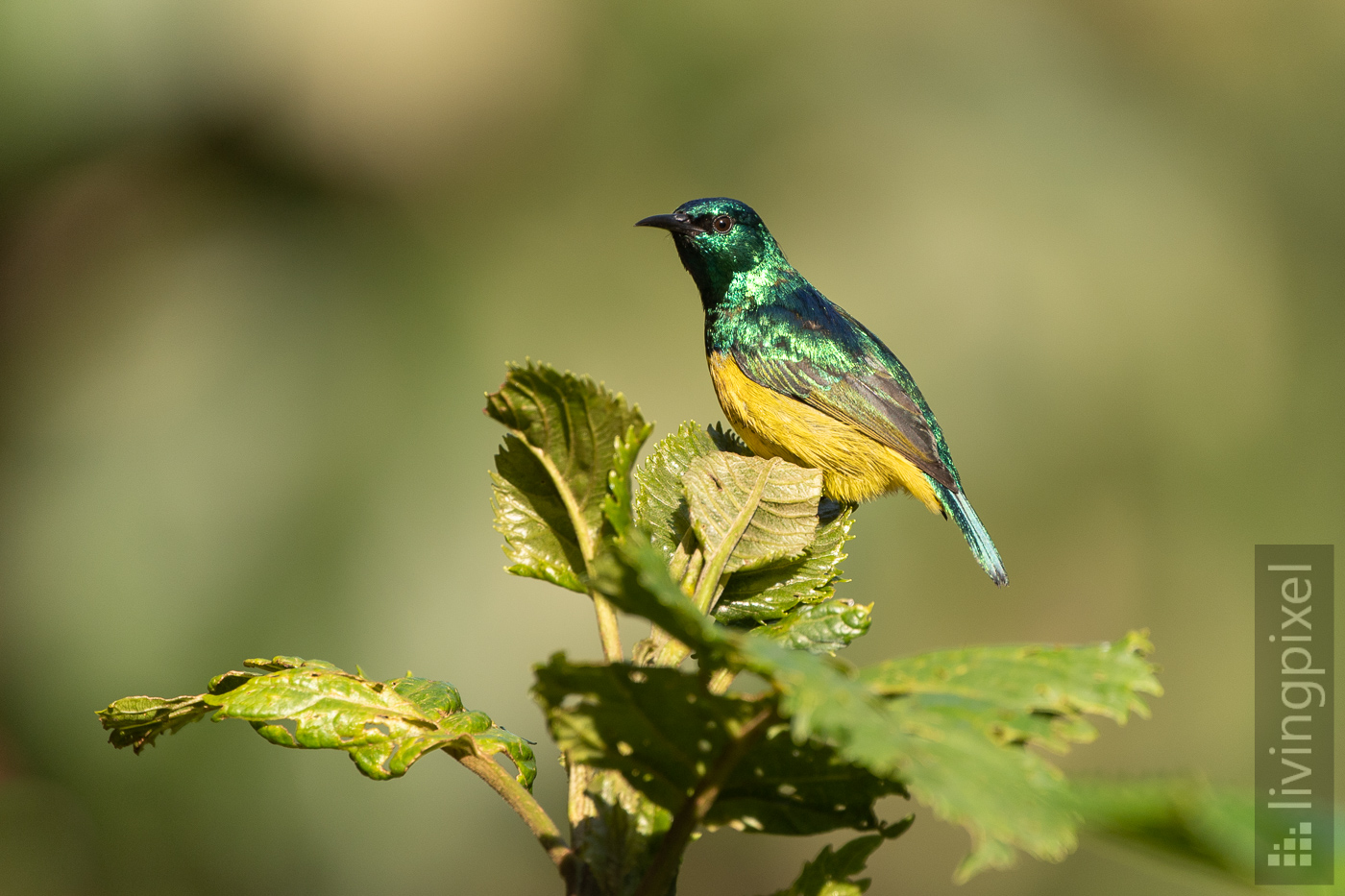 Waldnektarvogel (Collared sunbird)