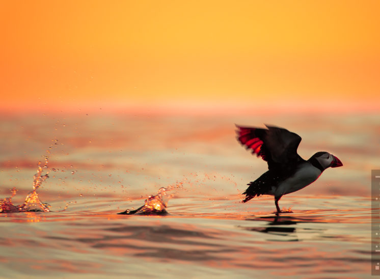 Papageitaucher (Atlantic puffin)