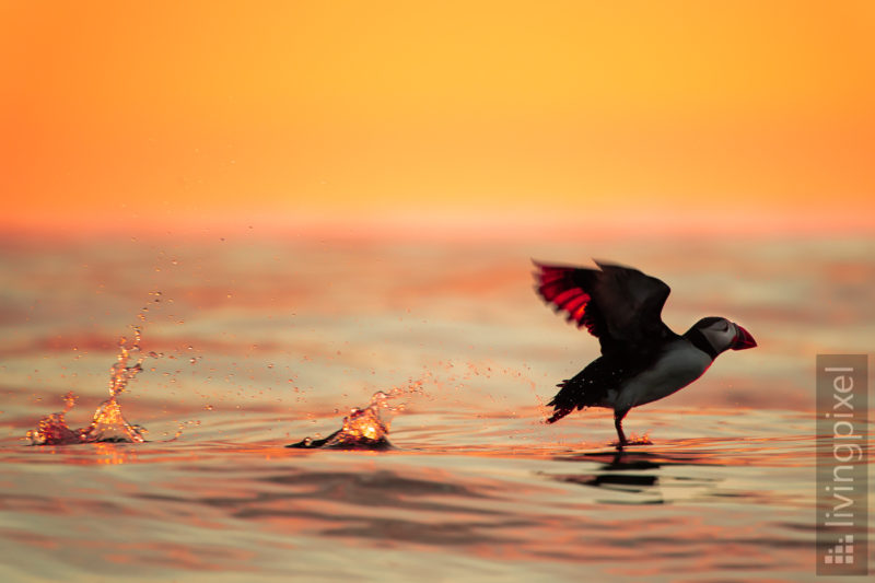 Papageitaucher (Atlantic puffin)