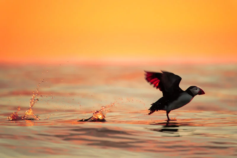 Papageitaucher (Atlantic puffin)