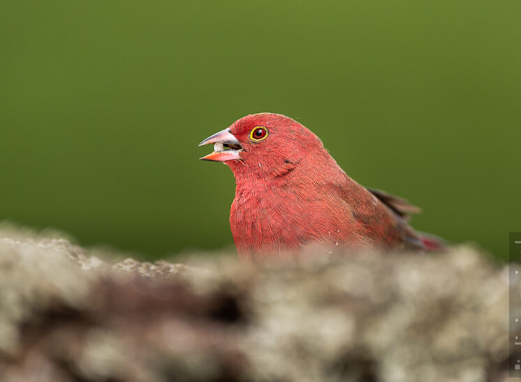 Dunkelroter Amarant (African firefinch)