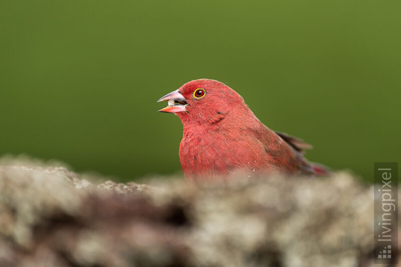 Dunkelroter Amarant (African firefinch)