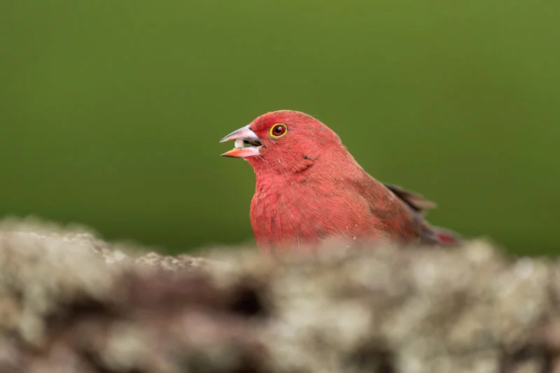 Dunkelroter Amarant (African firefinch)