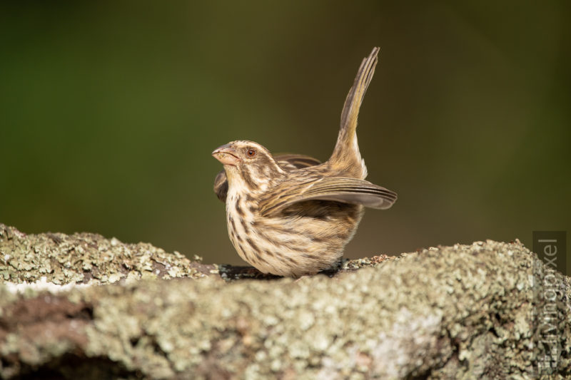 Strichelgirlitz (Streaky seedeater)