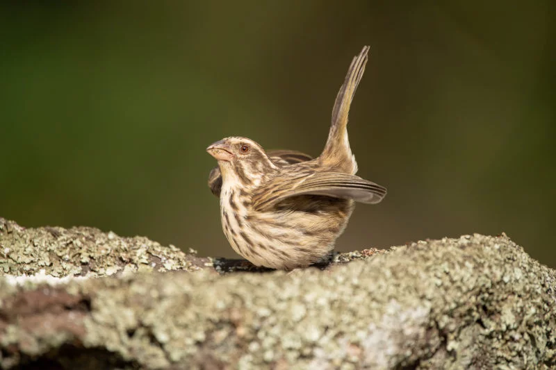 Strichelgirlitz (Streaky seedeater)