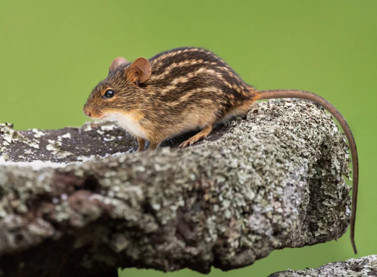 Streifenmaus (Striped mouse)