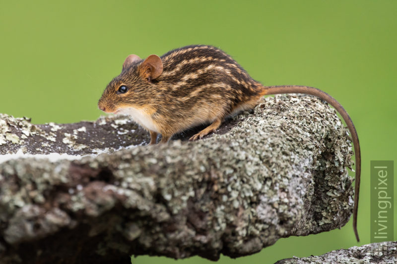 Streifenmaus (Striped mouse)