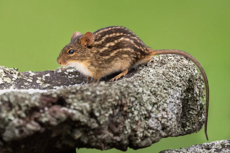 Streifenmaus (Striped mouse)