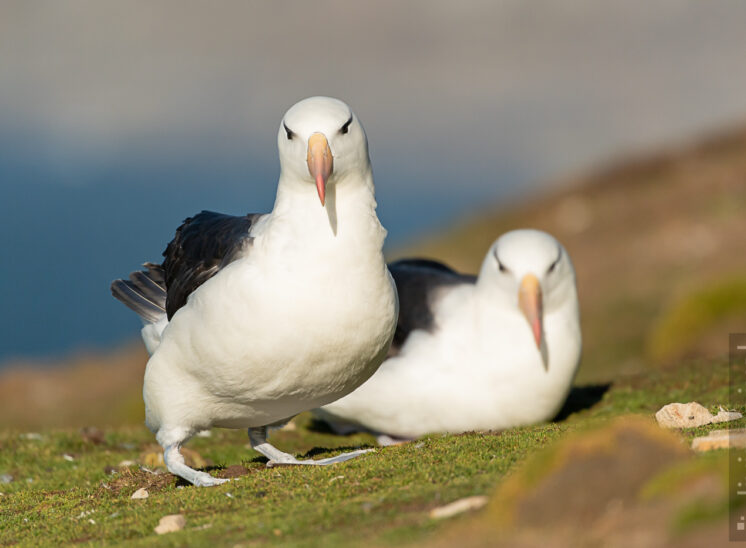 Schwarzbrauenalbatros (Black-browed albatross)